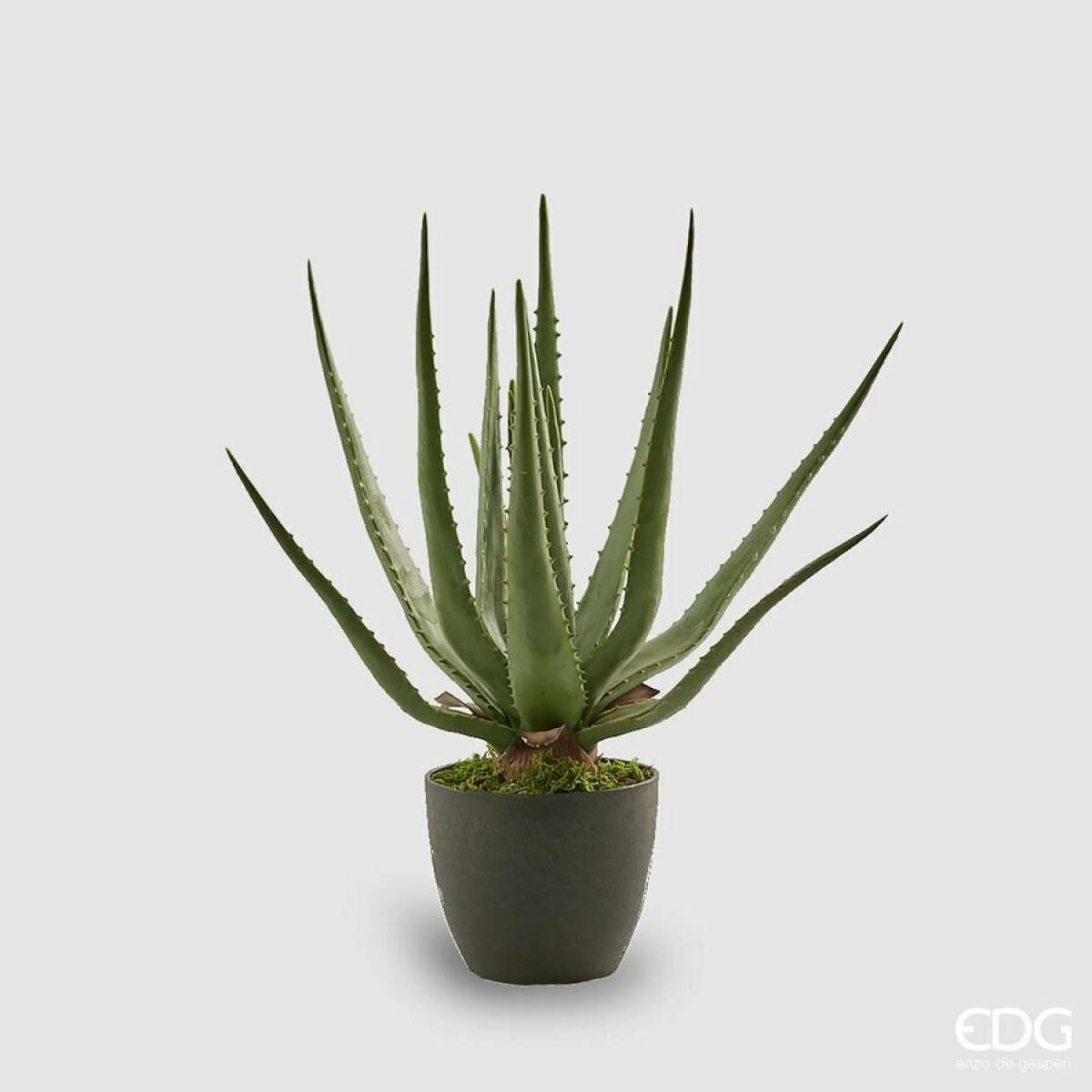 Immagine del prodotto Aloe Chic Artificiale con Vaso h 45cm | EDG Enzo De Gasperi