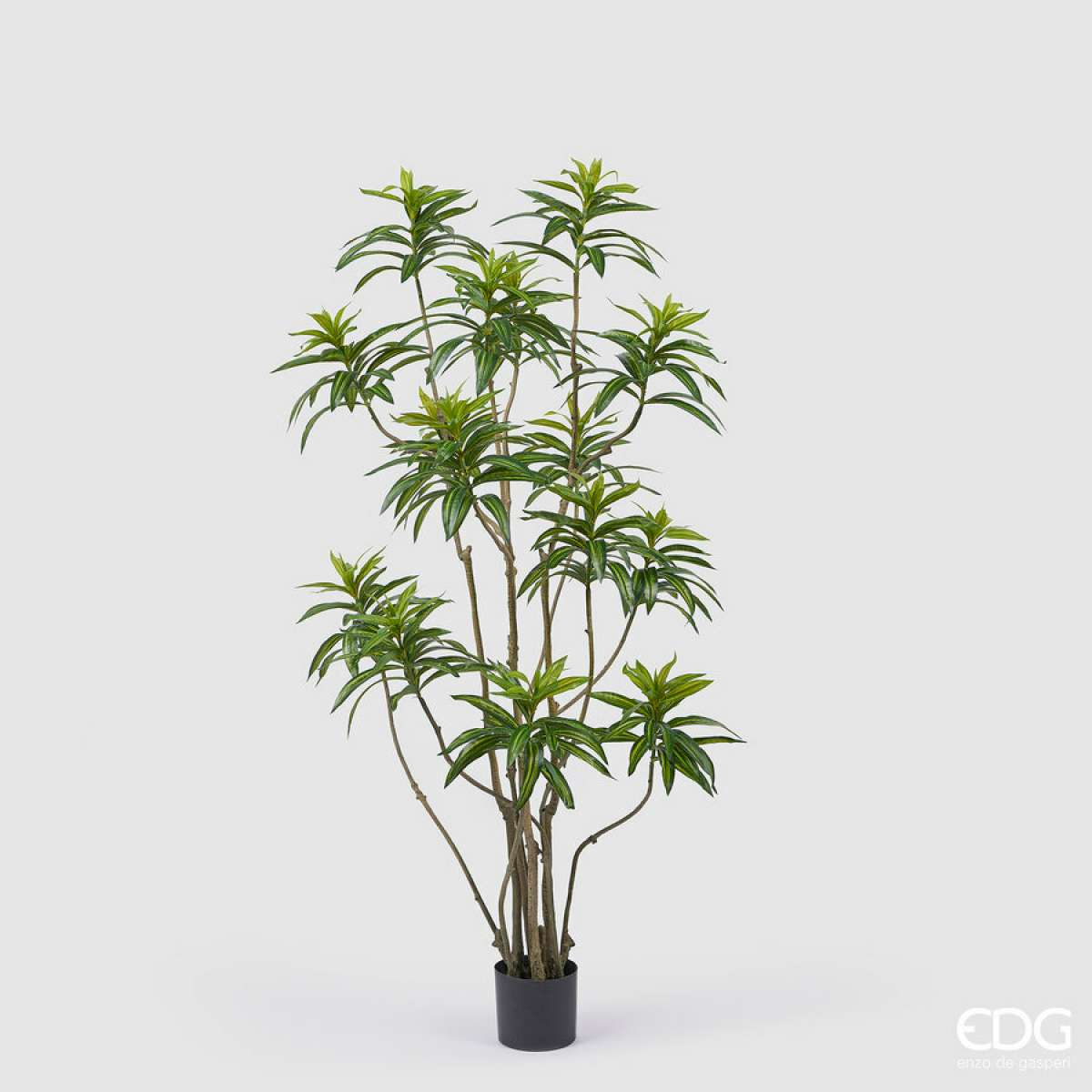 Immagine del prodotto Dracena Marginata Artificiale con Vaso h 160cm | EDG Enzo De Gasperi