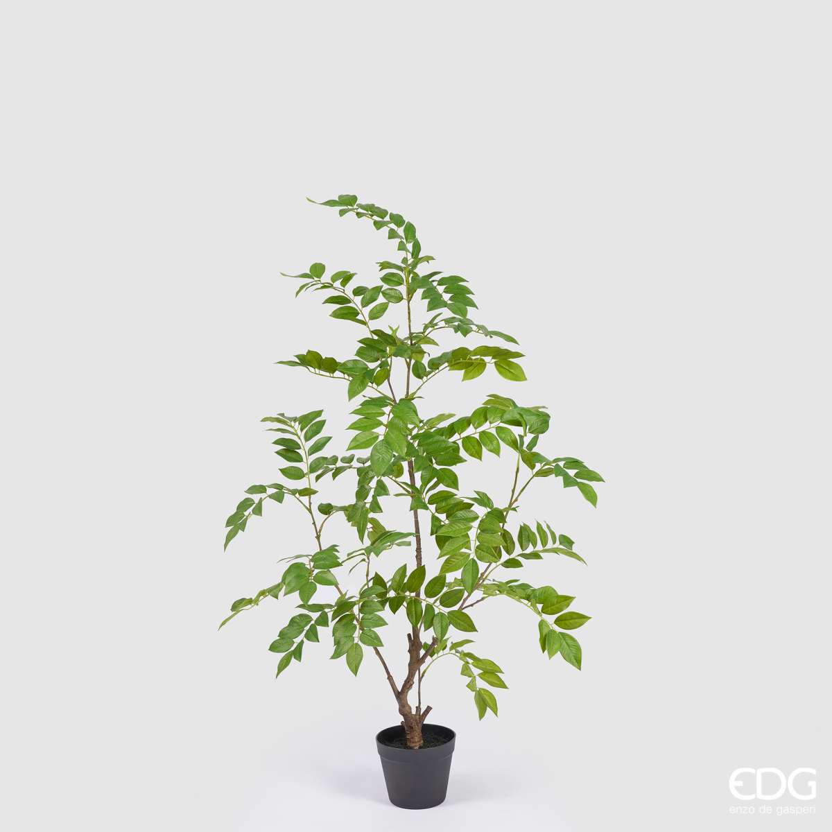 Immagine del prodotto Dalbergia Artificiale con Vaso - 2 Misure | EDG Enzo De Gasperi