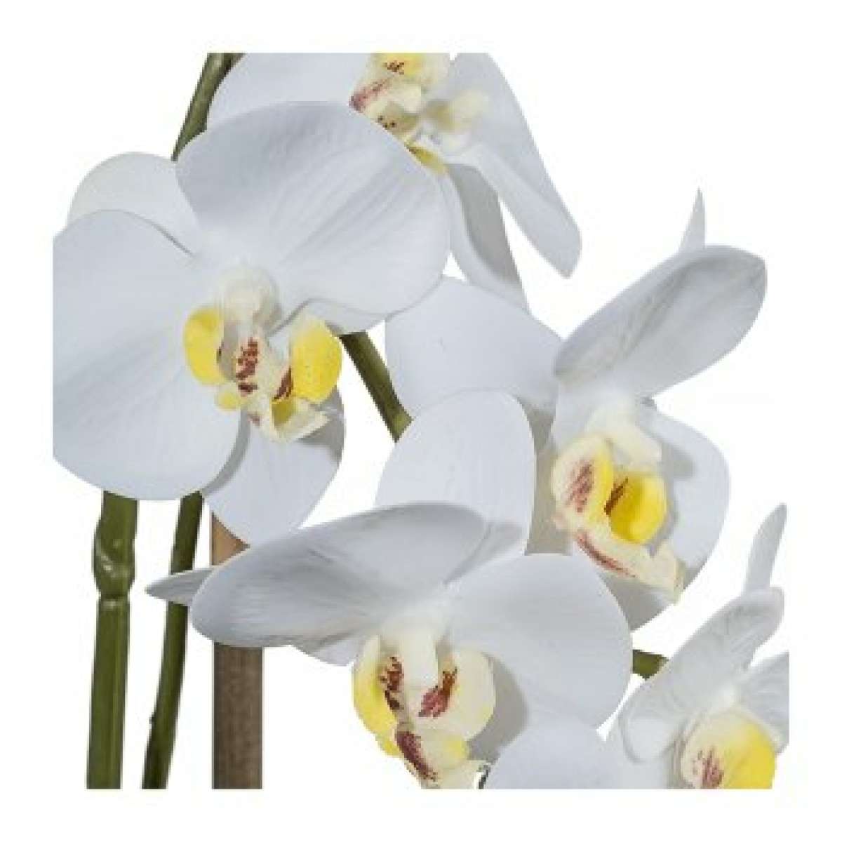 Immagine del prodotto Orchidea Phalaenopsis Bianca 43cm Real Touch, in Vaso Rotondo di Ceramica 9,5x9c | Gasper since 1965