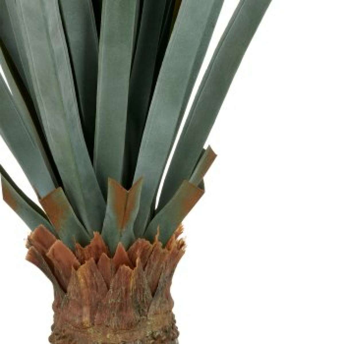 Immagine del prodotto Agave Angustifolia 140cm con Vaso in Plastica 20x17cm | Gasper since 1965