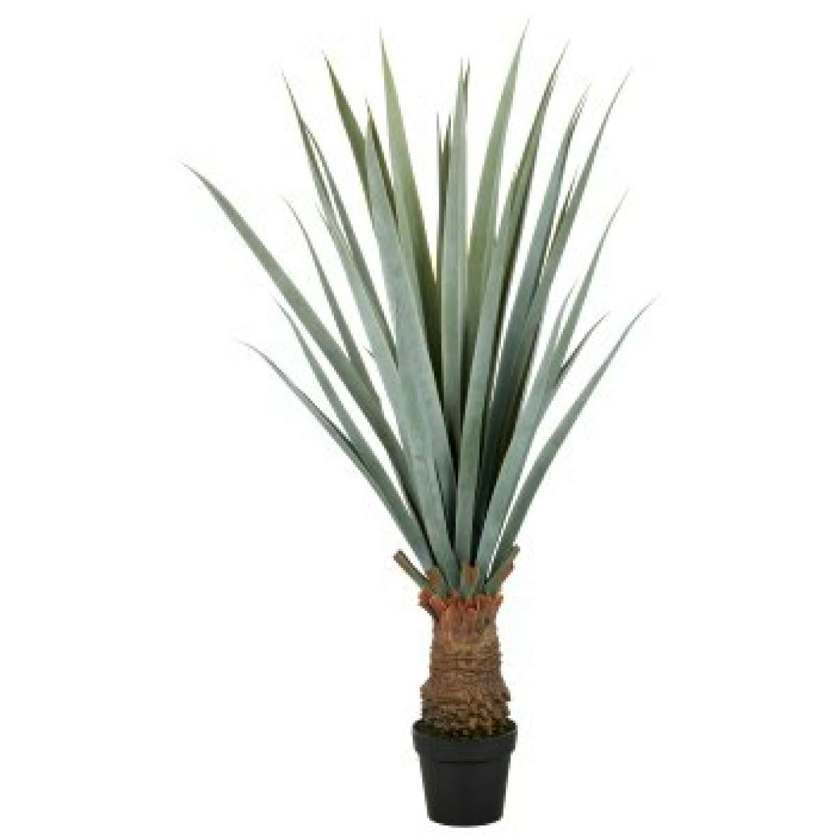 Immagine del prodotto Agave Angustifolia 140cm con Vaso in Plastica 20x17cm | Gasper since 1965