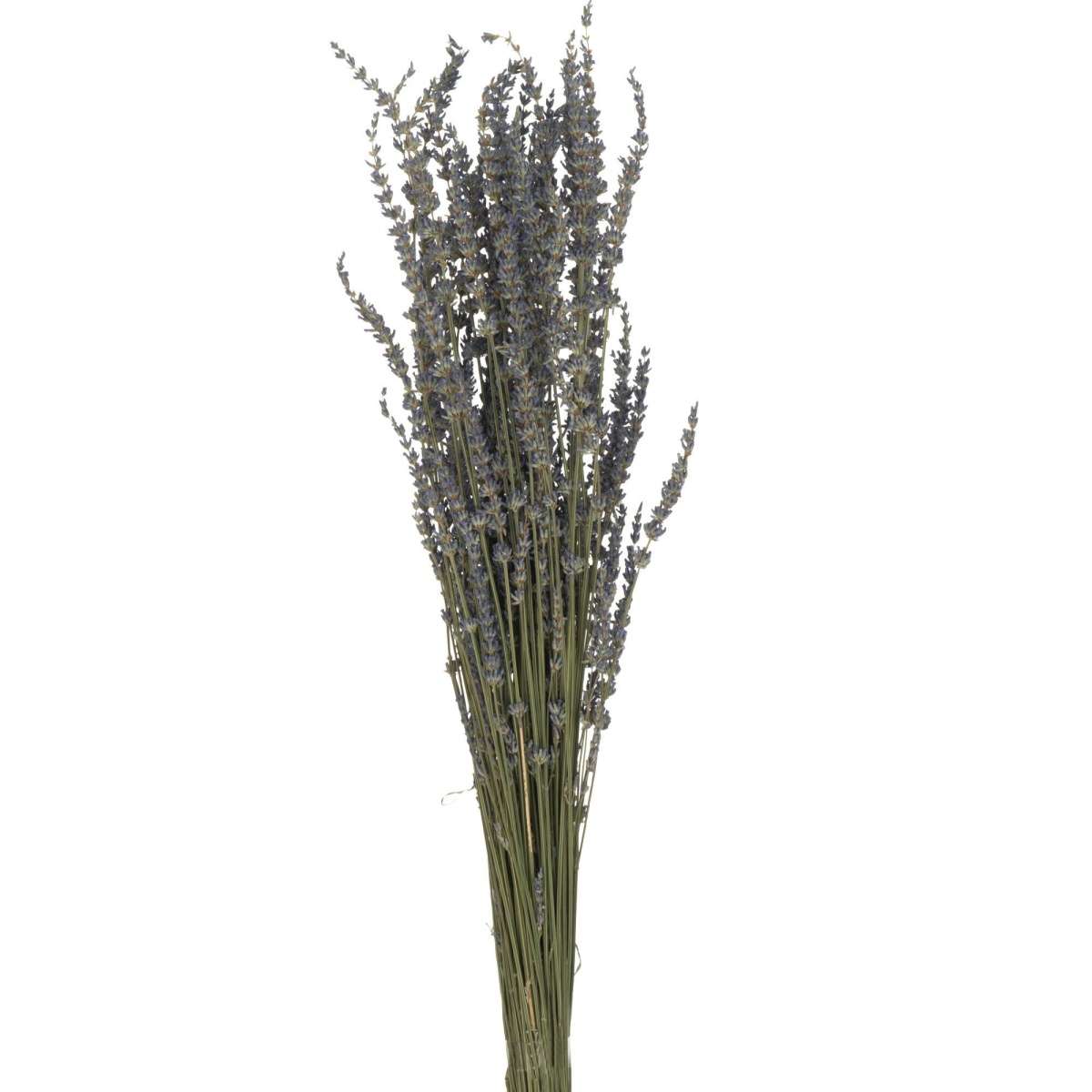 Immagine del prodotto Mazzo Lavanda Secca 12x12x73cm | Jolipa