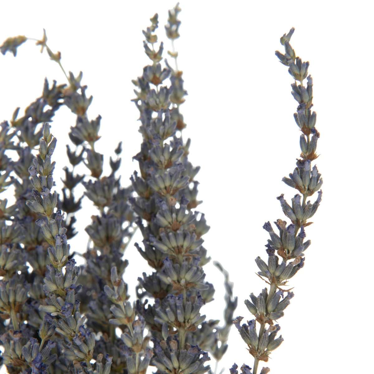 Immagine del prodotto Mazzo Lavanda Secca 12x12x73cm | Jolipa