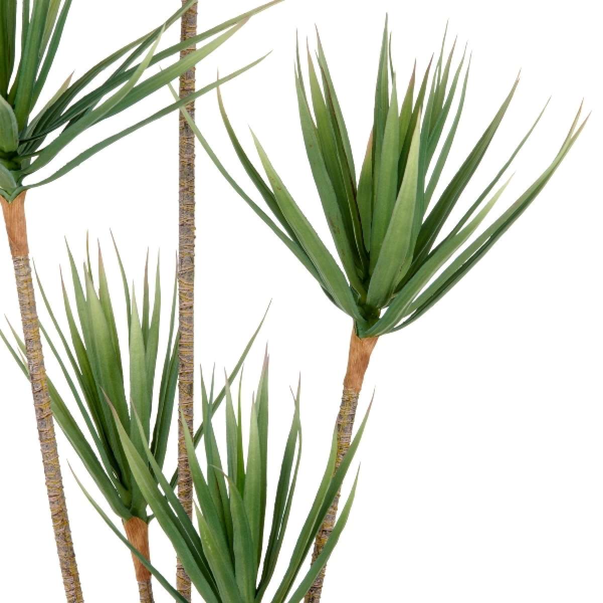 Immagine del prodotto Dracaena Draco 165cm con Vaso in Plastica 15x13cm | Gasper since 1965