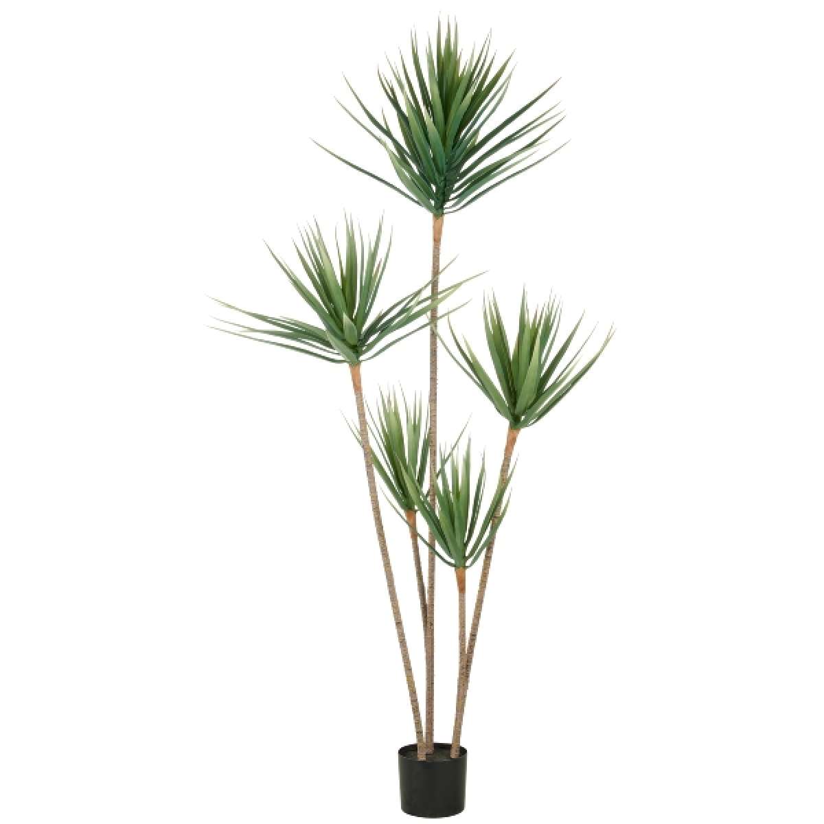 Immagine del prodotto Dracaena Draco 165cm con Vaso in Plastica 15x13cm | Gasper since 1965