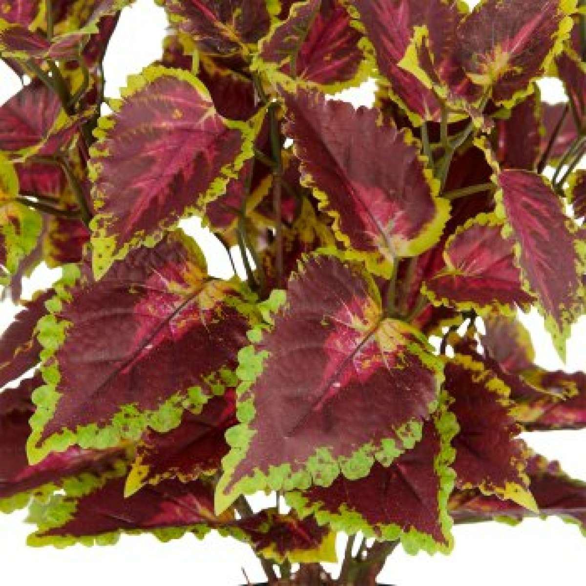 Immagine del prodotto Coleus Kong Red 40cm con Vaso in Plastica 11,5x10x5 cm | Gasper since 1965