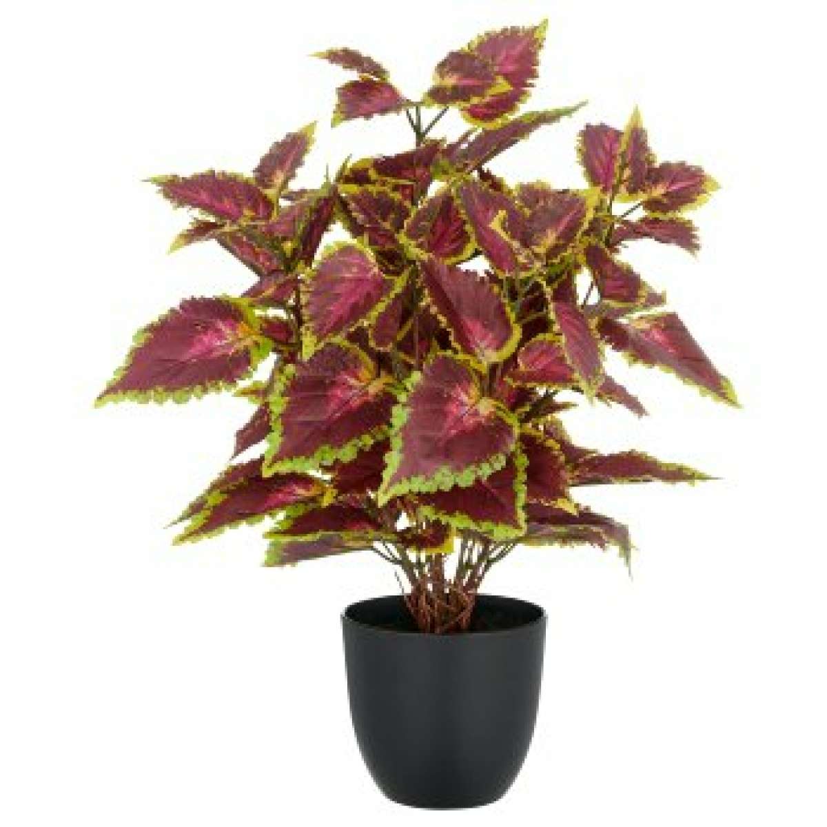Immagine del prodotto Coleus Kong Red 40cm con Vaso in Plastica 11,5x10x5 cm | Gasper since 1965