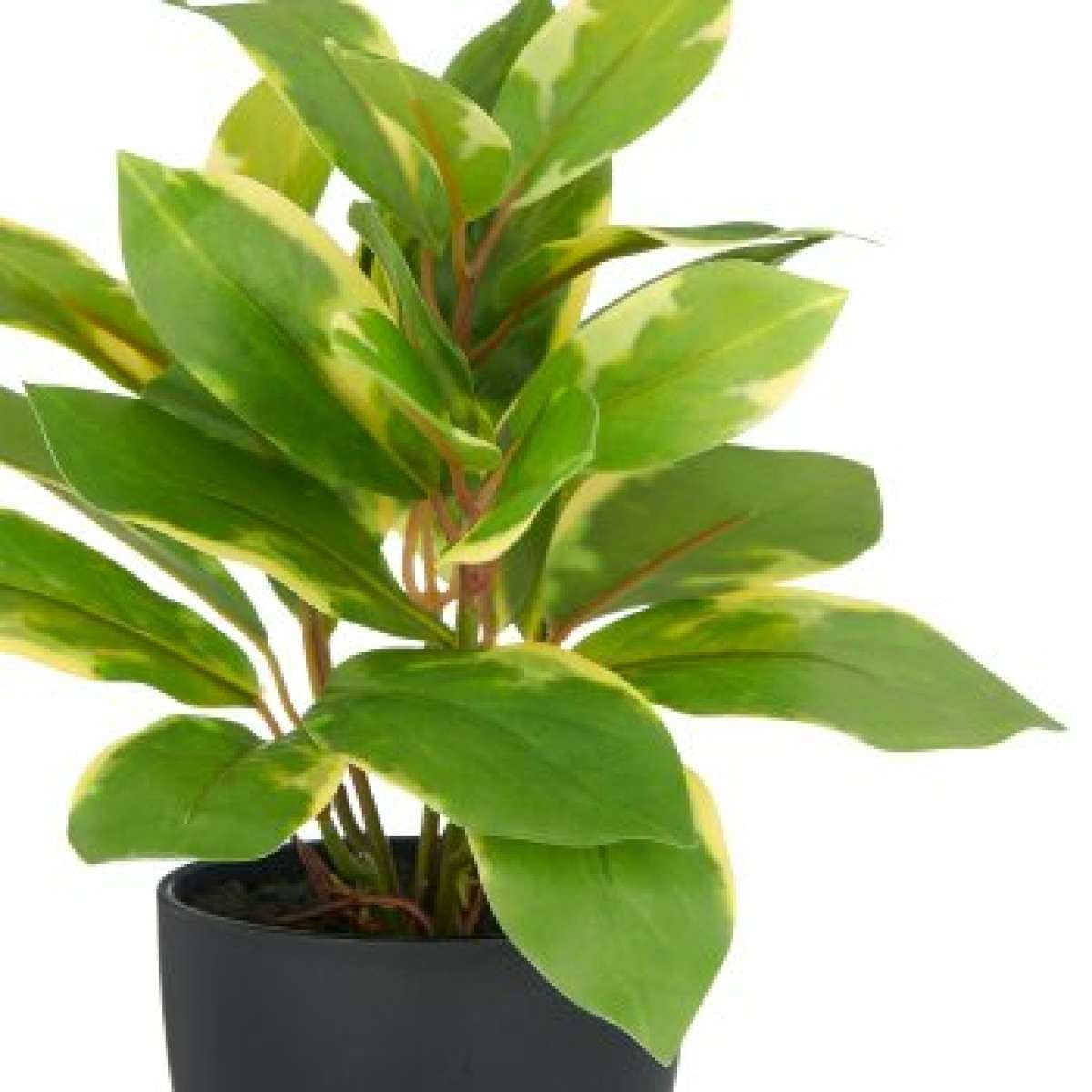 Immagine del prodotto Epipremnum Aureum con Vaso in Plastica - 3 Misure | Gasper since 1965