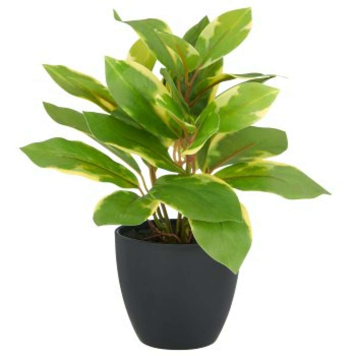 Immagine del prodotto Epipremnum Aureum con Vaso in Plastica - 3 Misure | Gasper since 1965