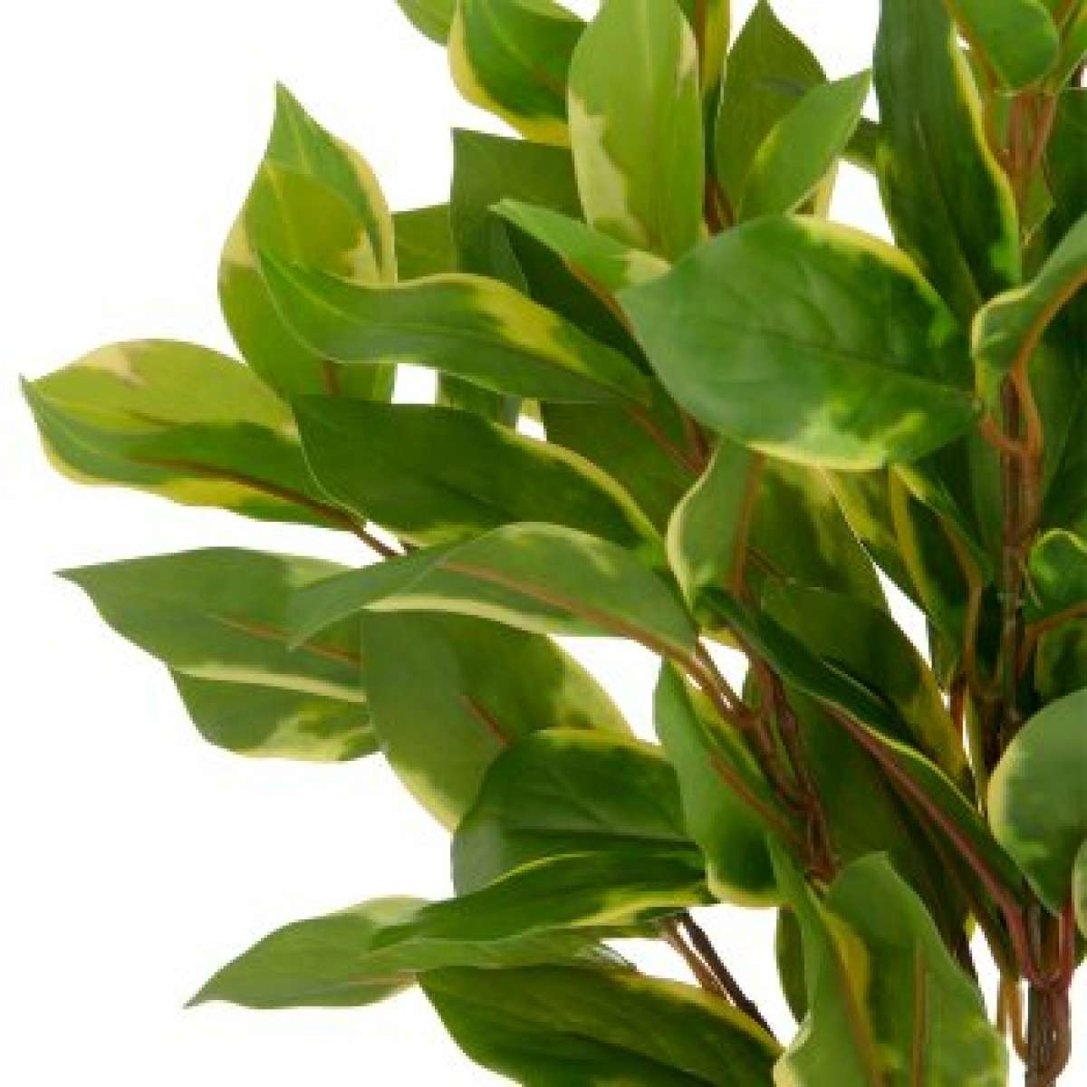 Immagine del prodotto Epipremnum Aureum con Vaso in Plastica - 3 Misure | Gasper since 1965