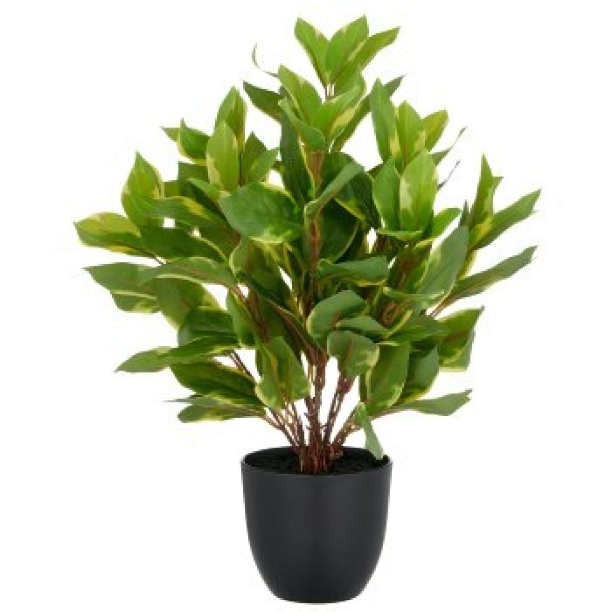 Immagine variante M - Epipremnum Aureum con Vaso in Plastica - 3 Misure | Gasper since 1965