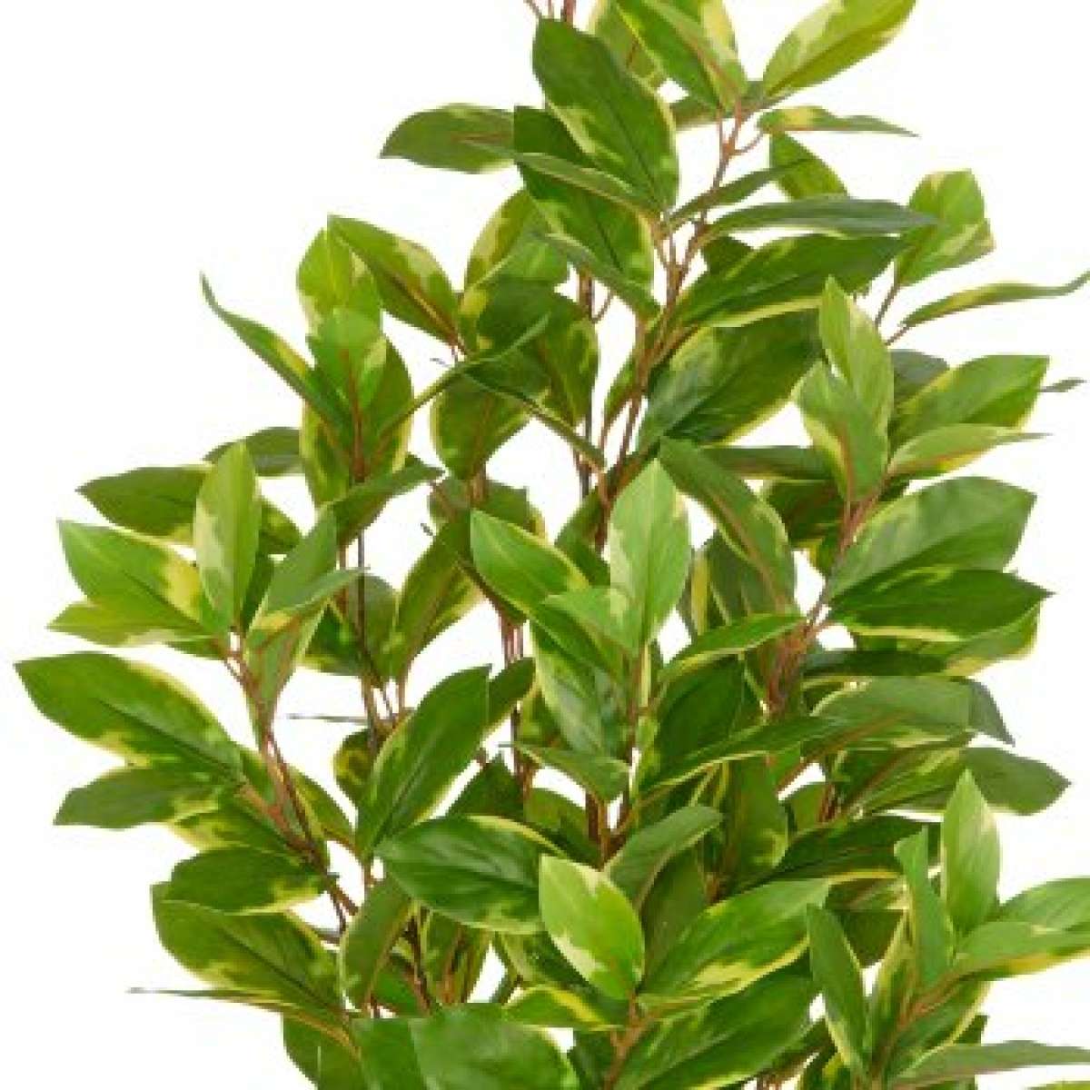 Immagine del prodotto Epipremnum Aureum con Vaso in Plastica - 3 Misure | Gasper since 1965