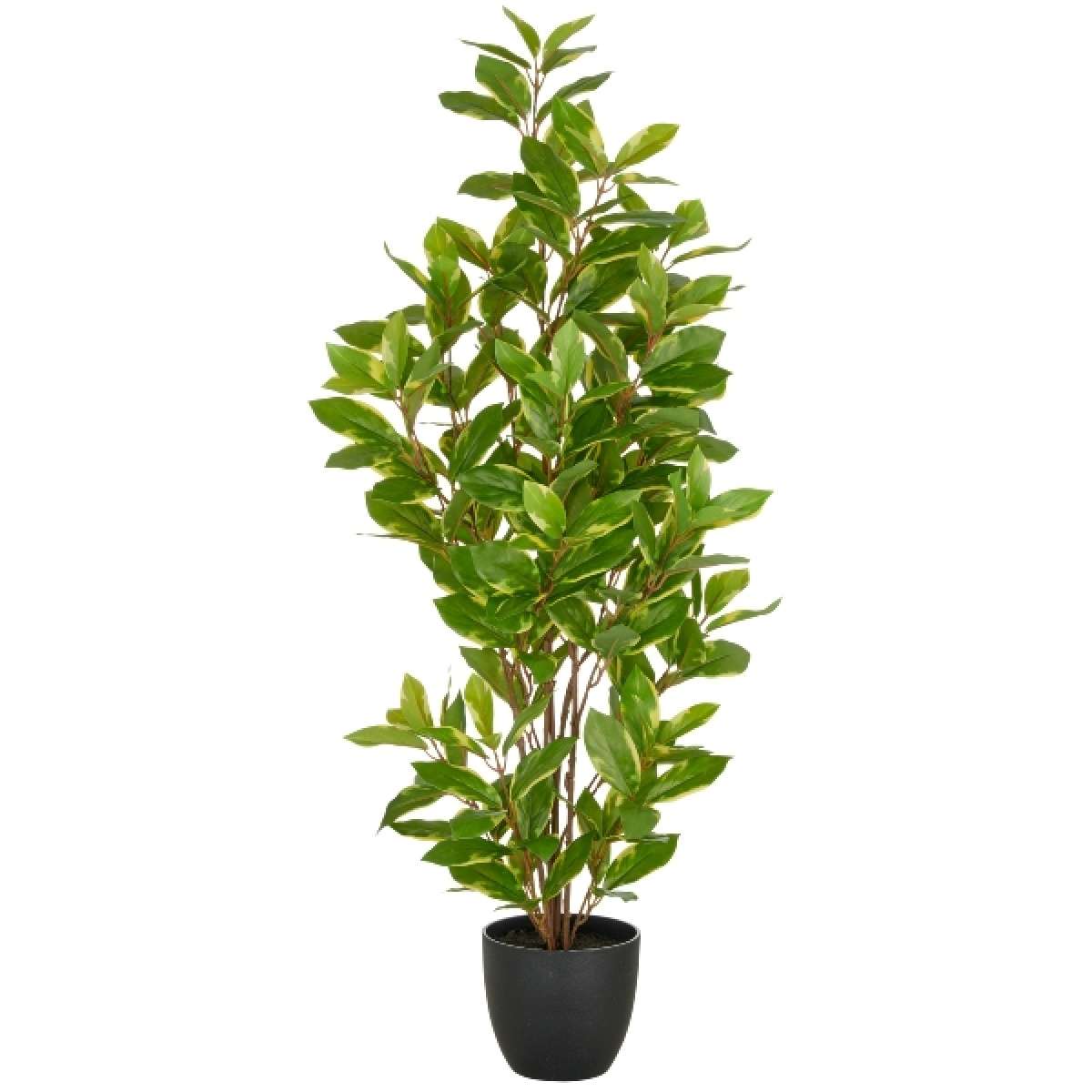 Immagine variante L - Epipremnum Aureum con Vaso in Plastica - 3 Misure | Gasper since 1965